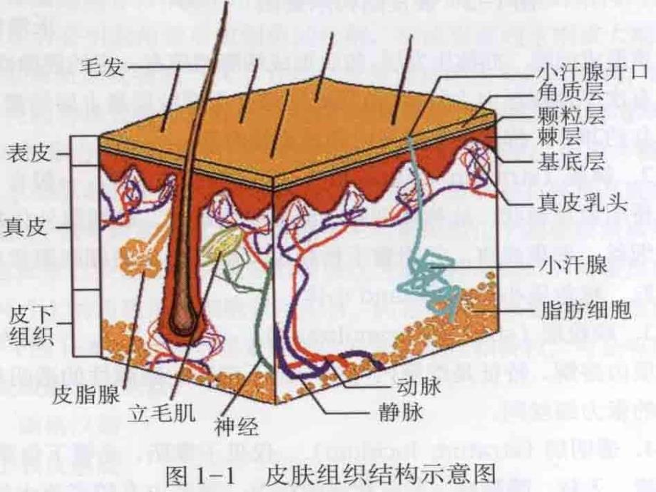 第二章-皮肤的解剖和组织结构_第3页