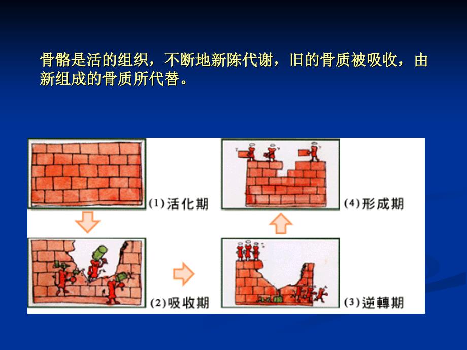 骨质疏松科普知识PPT课件_第4页