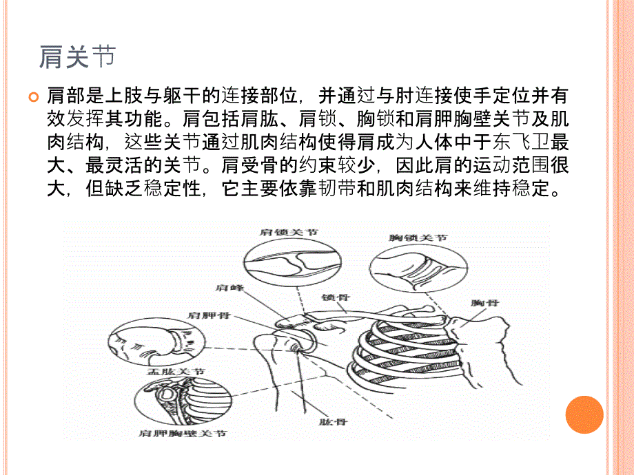 简要肩关节功能解剖PPT课件_第2页