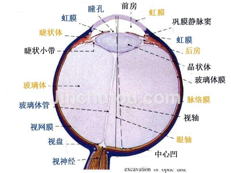 眼的解剖结构与生理功能PPT课件 - 副本_第5页