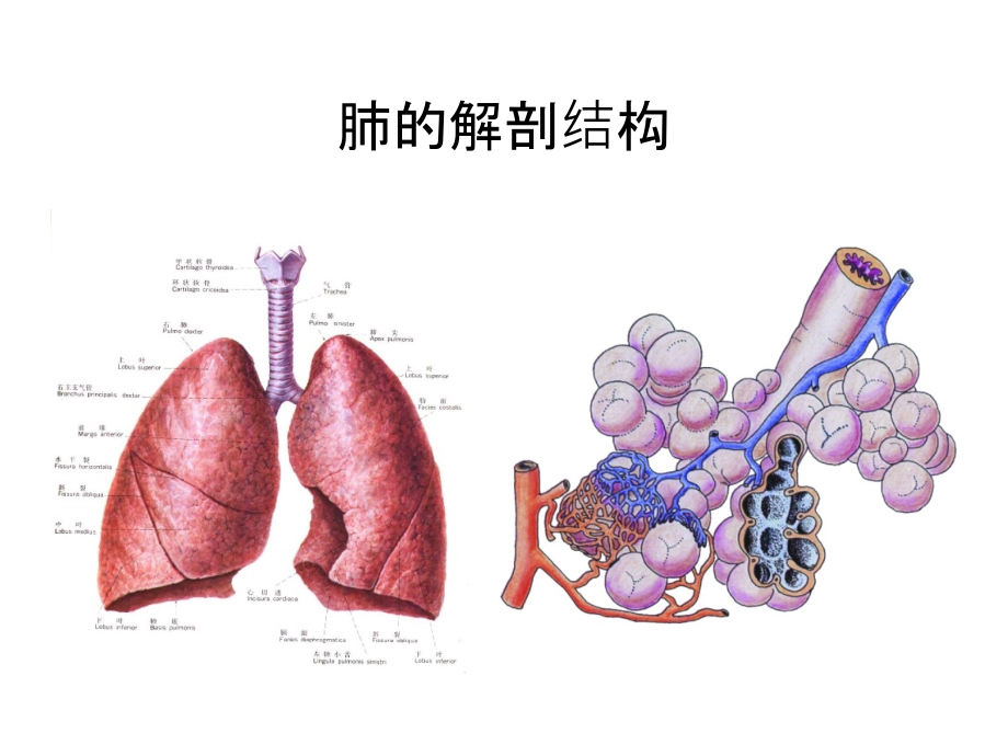 肺功能基础培训PPT课件_第2页