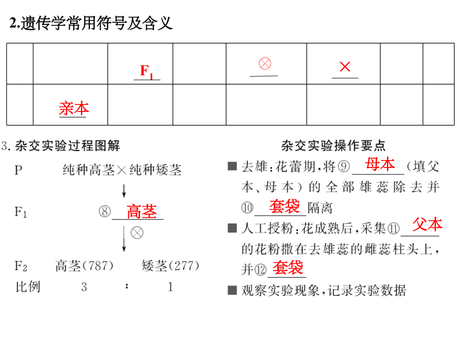 基因的分离定律PPT课件_第3页