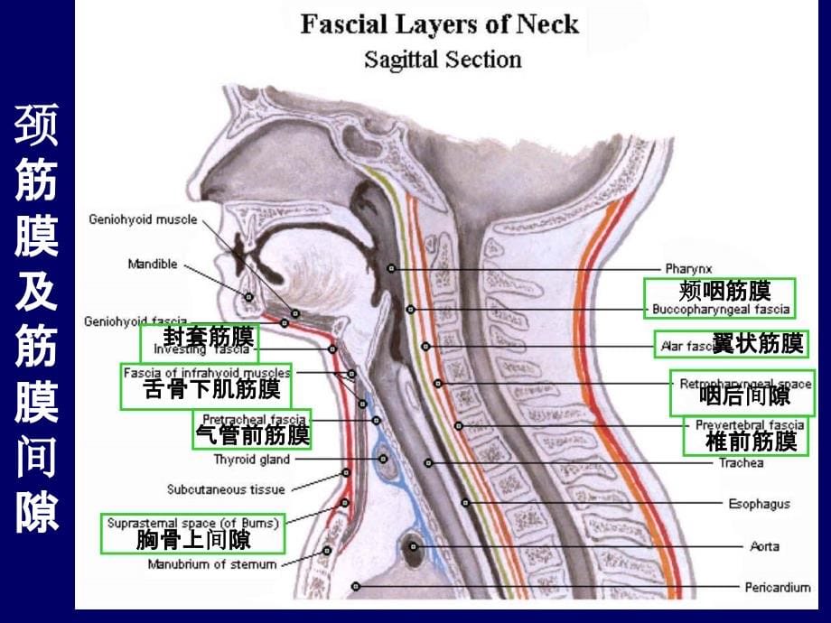 颈部与喉断层解剖PPT课件_第5页