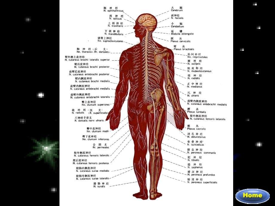 脊髓构造与功能PPT课件_第5页