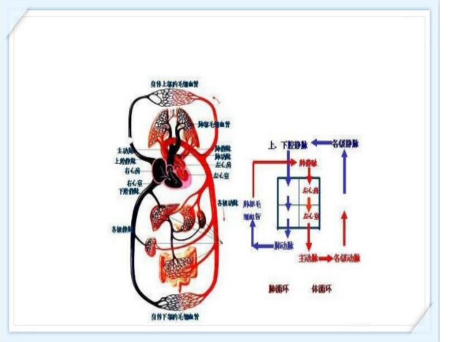 颈部血管解剖PPT课件_第4页