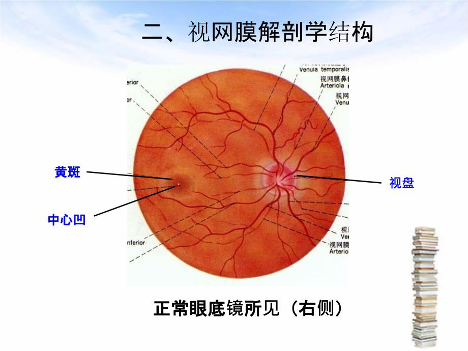 简析视网膜结构PPT课件_第4页