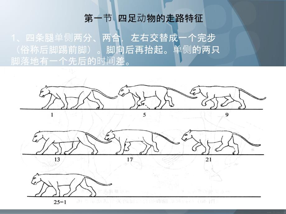 动物运动规律33387PPT课件_第2页