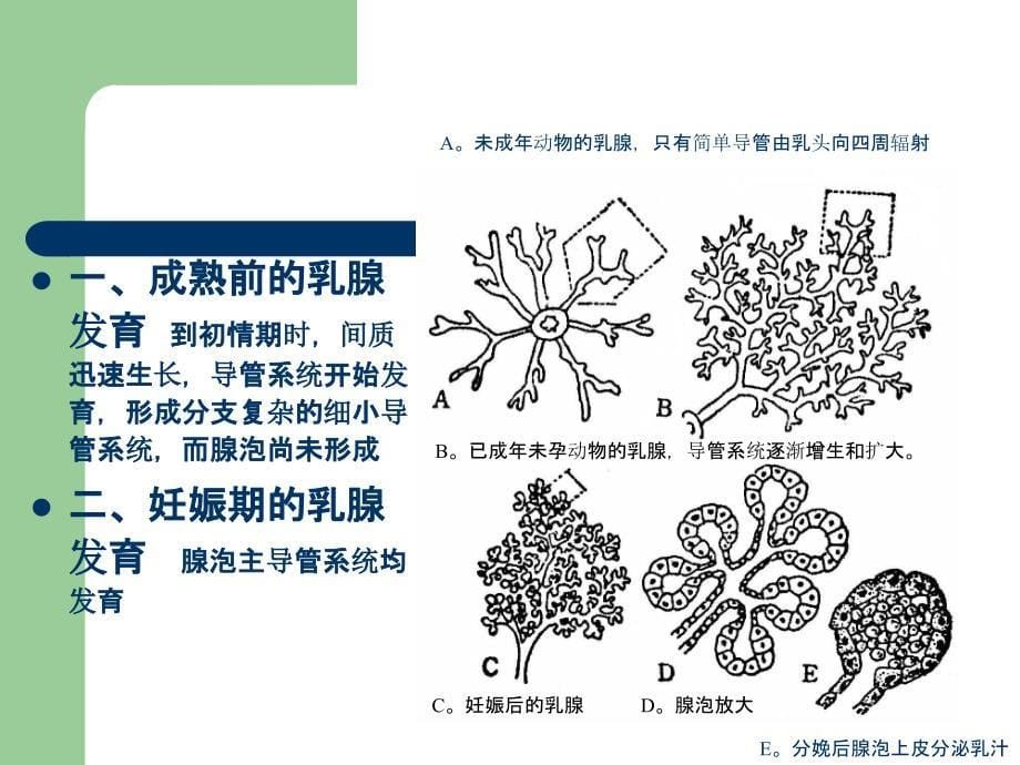 二、乳房解剖及泌乳PPT课件_第5页