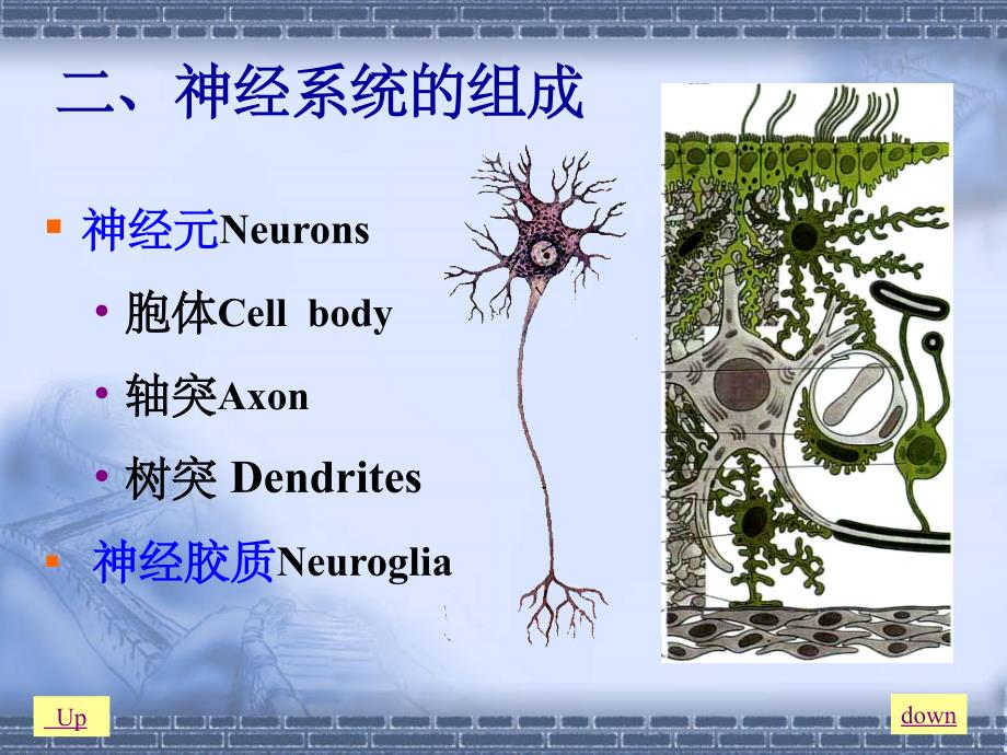 脊神经脑神经与脊髓PPT课件_第4页