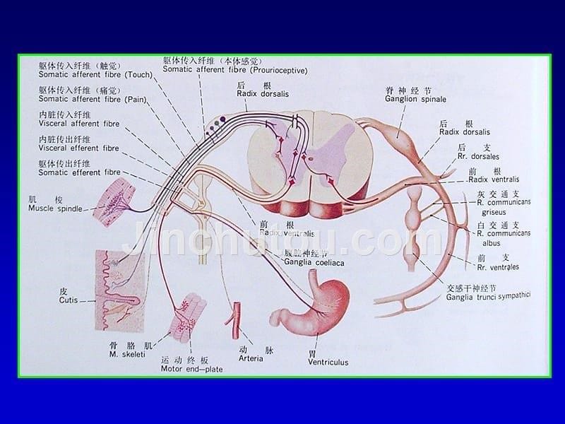 脊神经解剖PPT课件_第5页