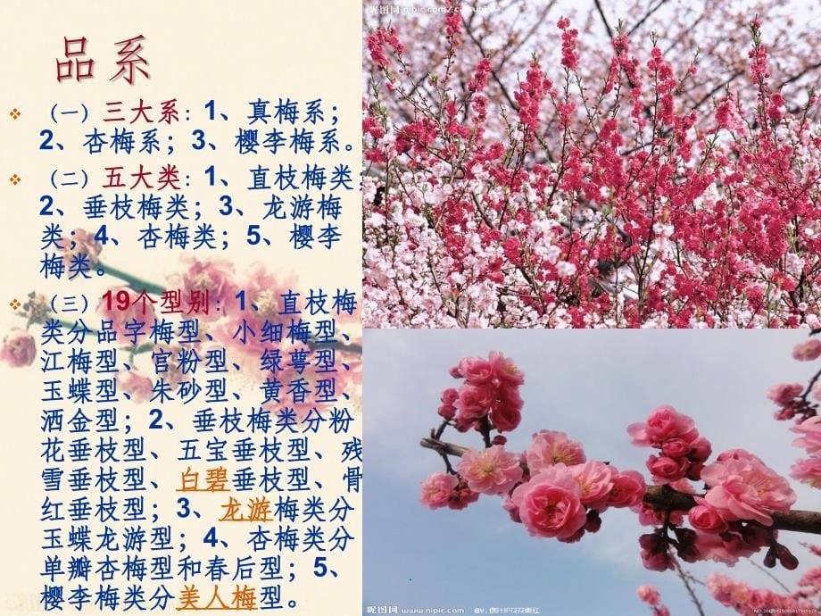 梅花介绍ppt课件_第5页