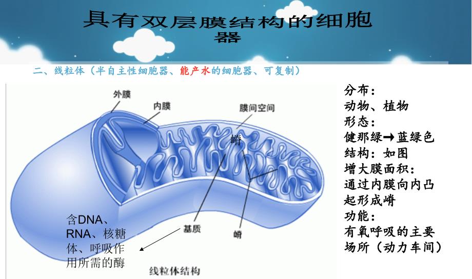 细胞器知识点总结_第3页