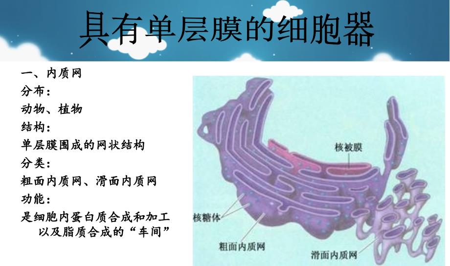 细胞器知识点总结_第4页