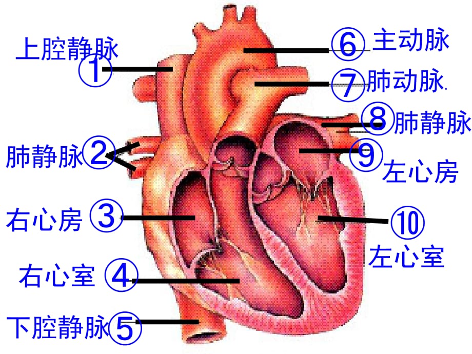 人体内废物的排出.说课讲解_第1页