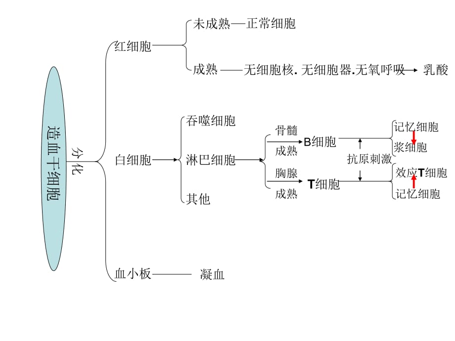 免疫调节思维导图2_第2页