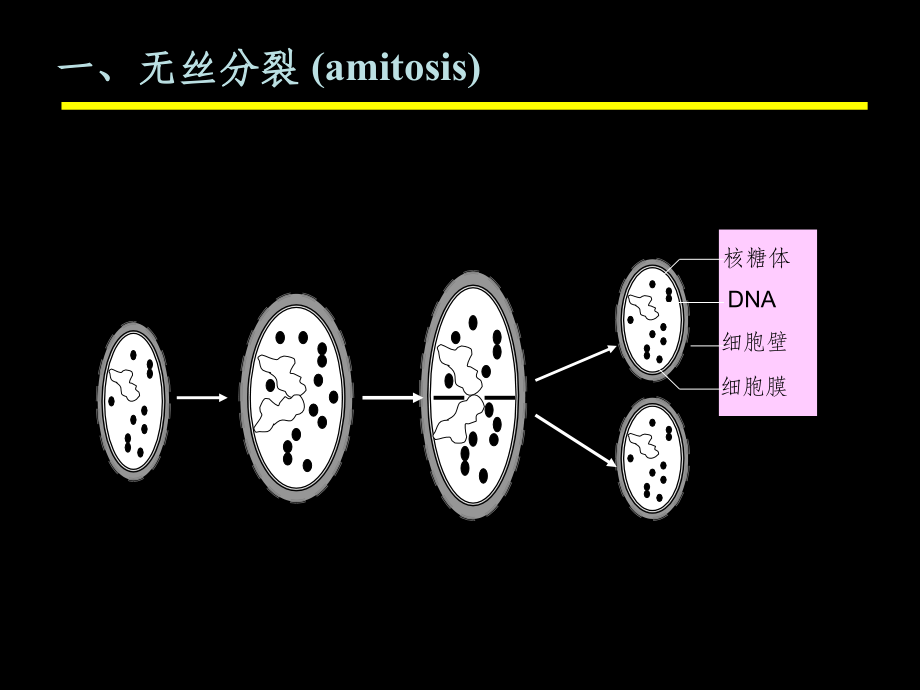 细胞生物学 09第九章 细胞的增殖和分化 上课 ppt课件_第4页