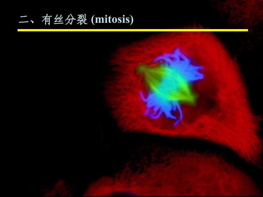 细胞生物学 09第九章 细胞的增殖和分化 上课 ppt课件_第5页