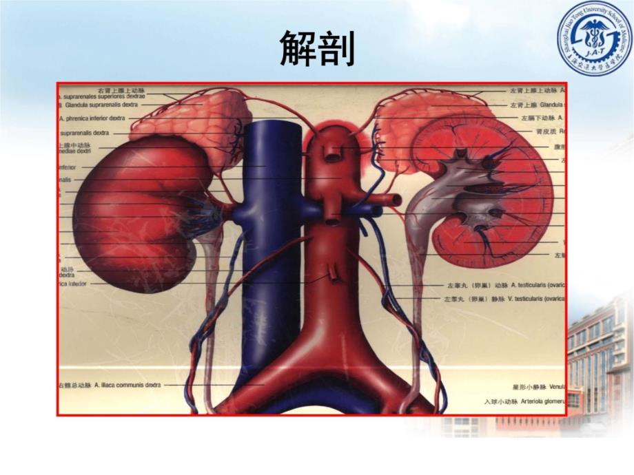 肾上腺疾病课件2015知识讲解_第3页