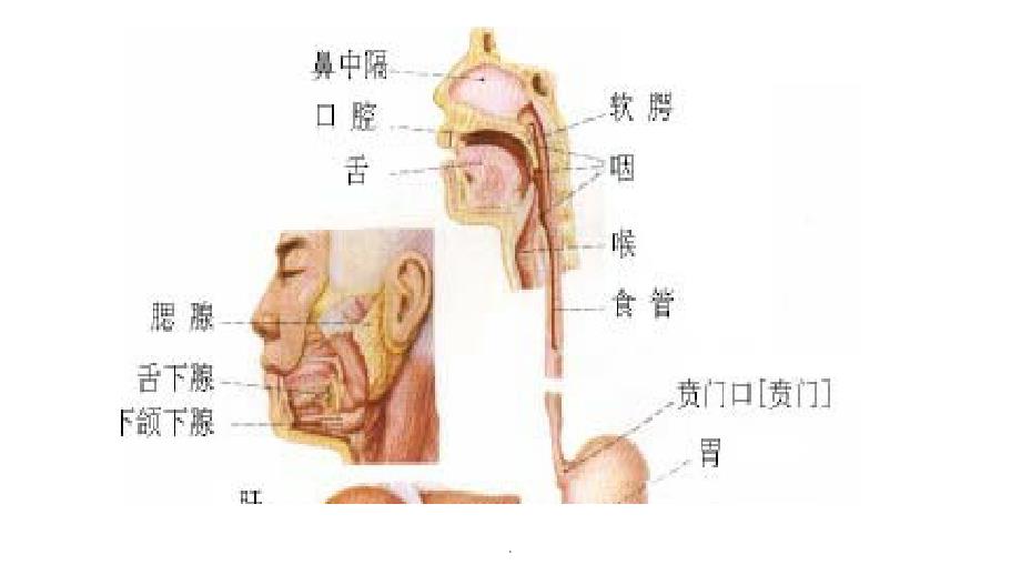 影响留置胃管患者舒适度预防措施ppt课件_第3页