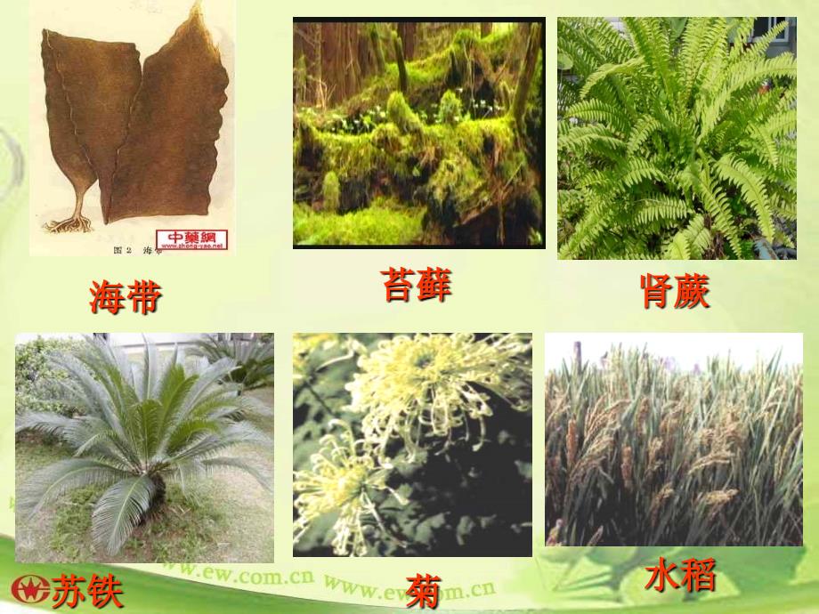 生物圈中的绿色植物——第一节：《藻类、苔藓和蕨类植物》说课材料_第2页