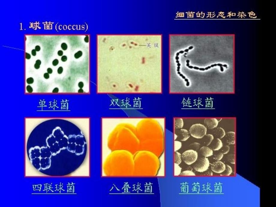 革兰氏阳性菌医学课件_第3页