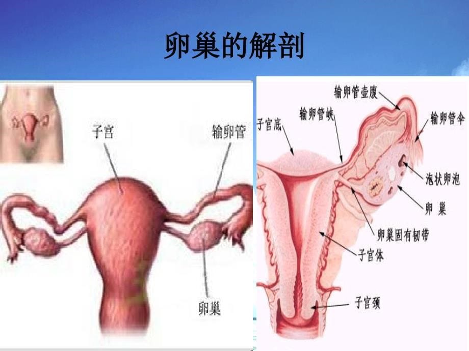 腹腔镜下卵巢囊肿医学课件_第5页