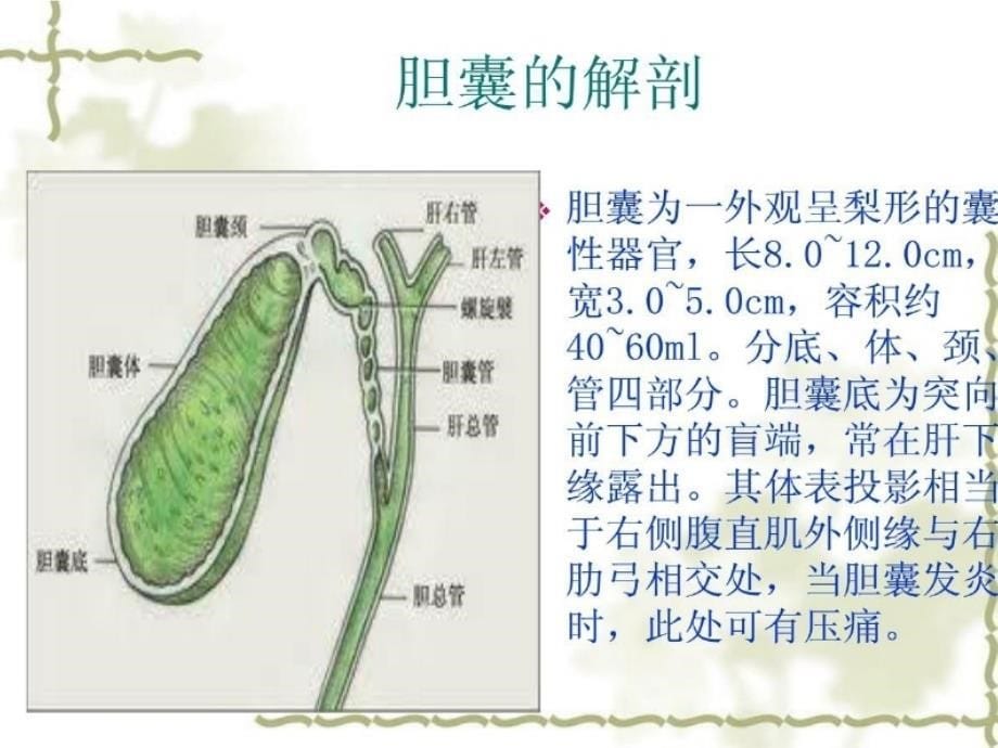 腹腔镜胆囊切除术的护理医学课件_第5页