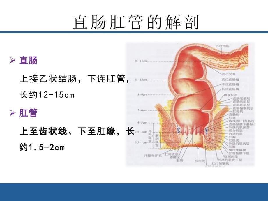 结直肠肛管疾病的护理医学课件_第5页