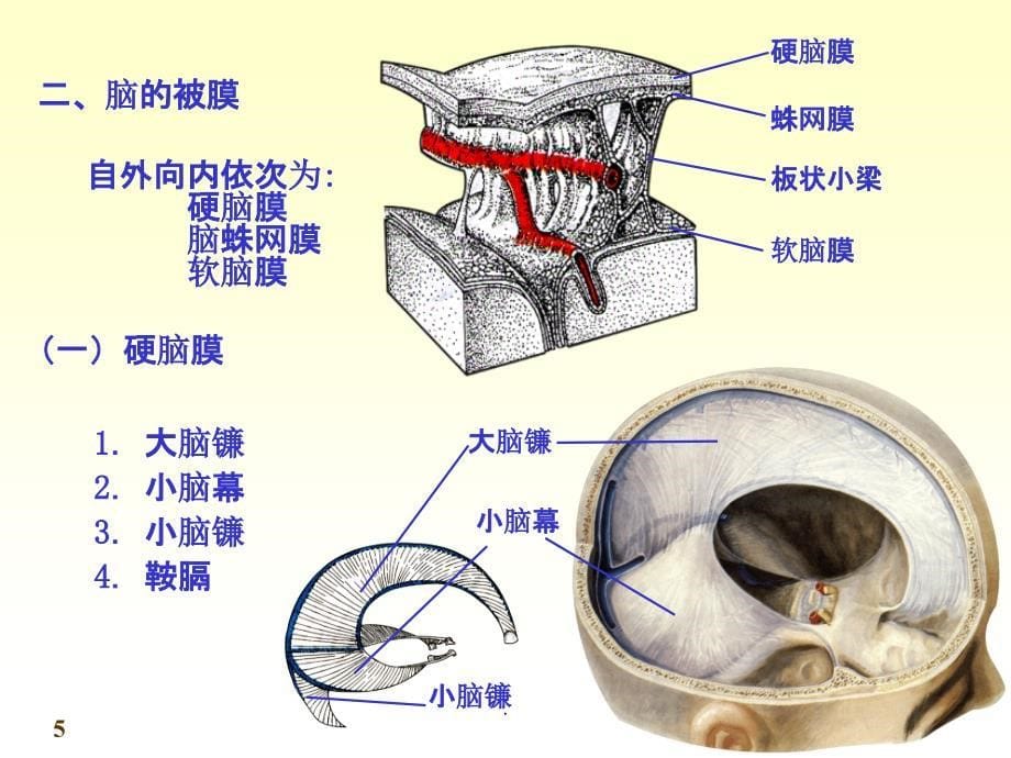 chapter脑和脊髓的被膜血管及脑脊液循环ppt课件_第5页