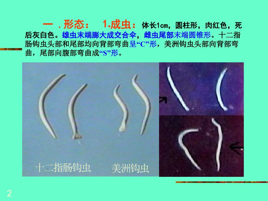 钩虫医学课件_第2页