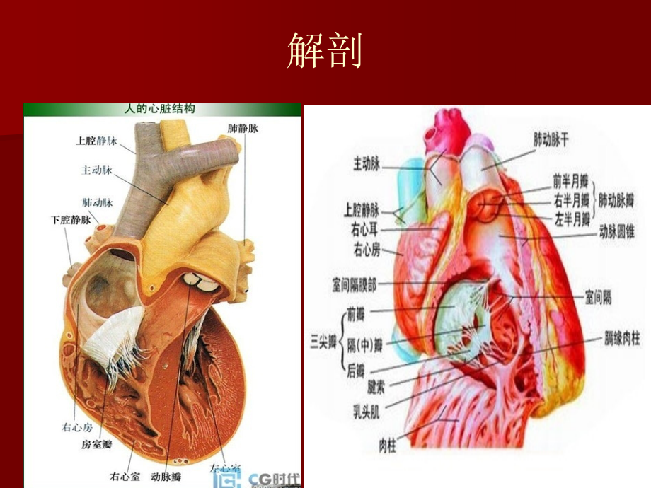 超声心动图入门基础医学课件_第4页