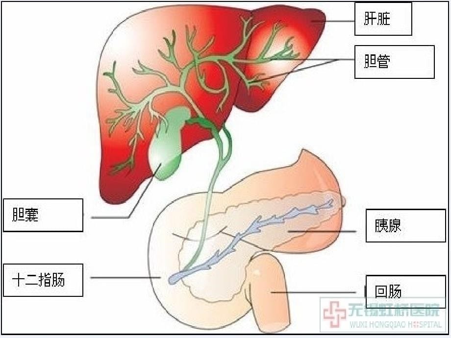 肝胆外科围手术期护理要点医学课件_第5页