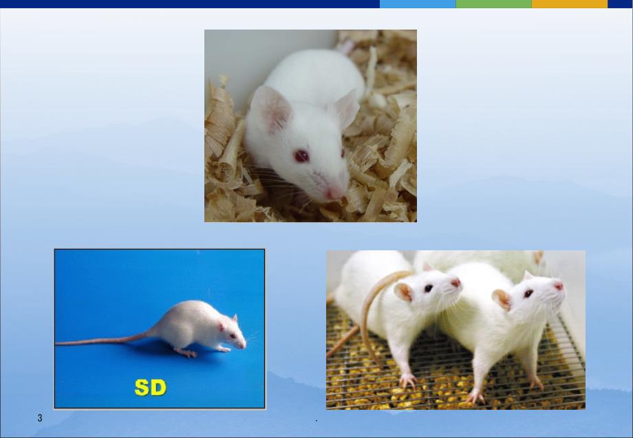 大鼠一般操作技术ppt课件_第3页