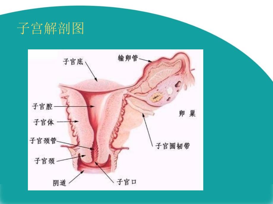 腹腔镜下全子宫切除术26692医学课件_第2页