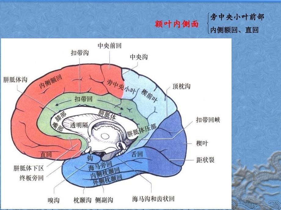 额叶顶叶的神经心理功能神经心理学医学课件_第5页