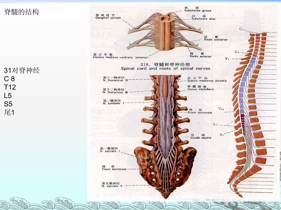 八 脊髓炎康复ppt医学课件_第5页