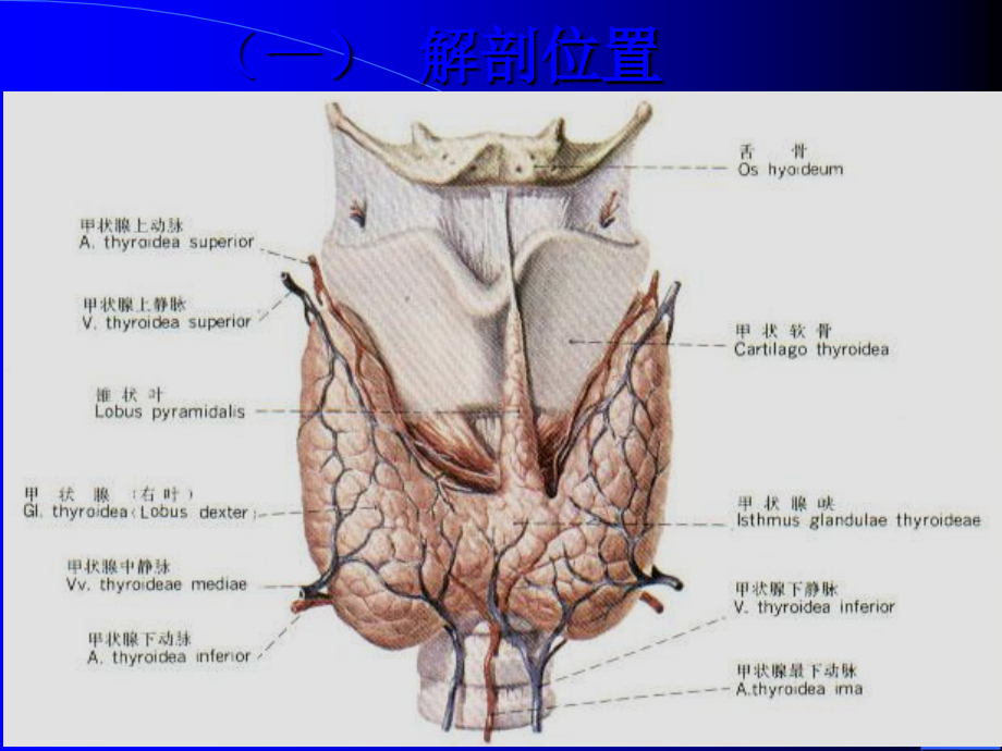 甲状腺疾病 ppt医学课件_第4页