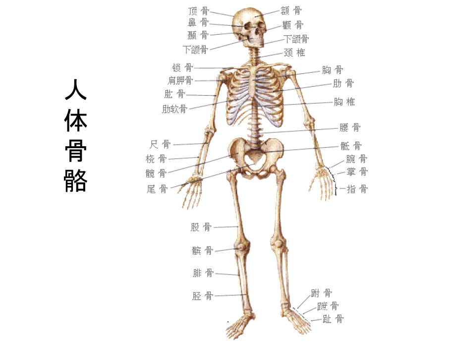第一课 人体的骨骼和肌肉ppt课件_第4页