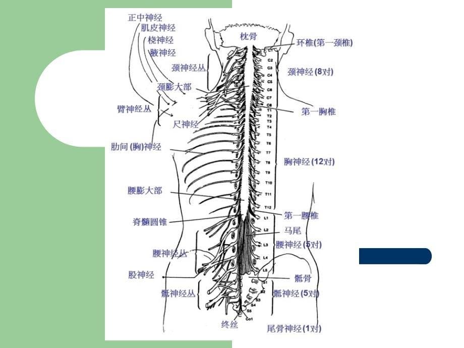 脊柱及椎体解剖图谱ppt医学课件_第5页