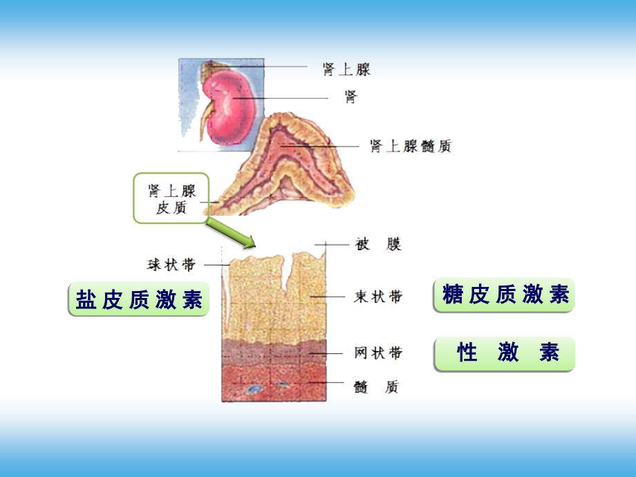 糖皮质激素类药医学课件_第3页