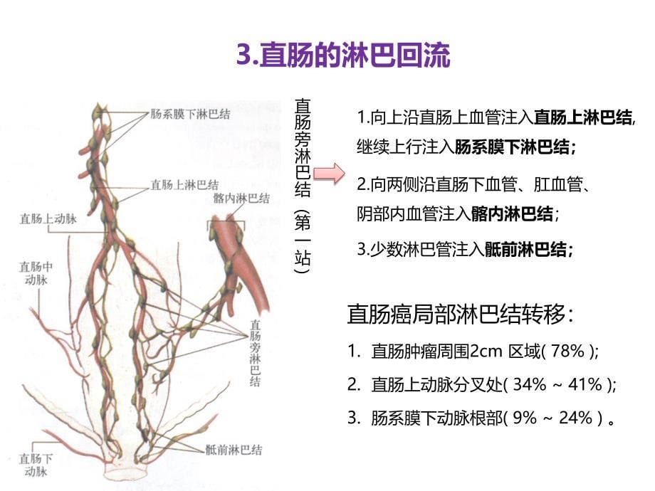 直肠相关解剖学基础及直肠癌常用术式医学课件_第5页