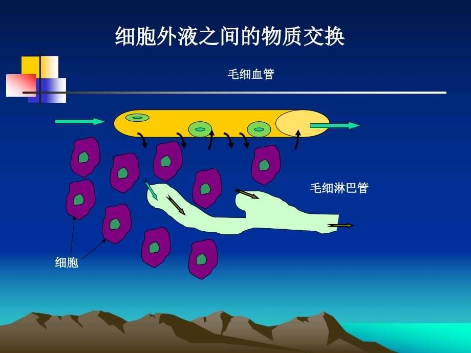 血液 (2)医学课件_第5页