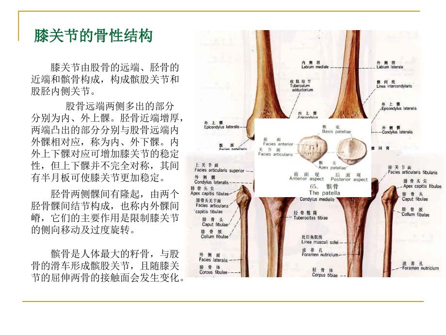 膝关节骨性关节炎的中医综合治疗医学课件_第4页