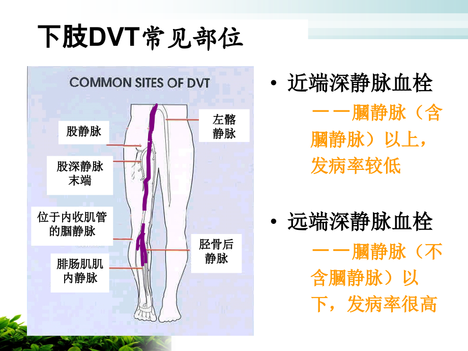 骨科深静脉血栓的预防及护理ppt医学课件_第4页