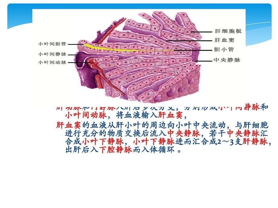 门静脉解剖ppt医学课件_第5页