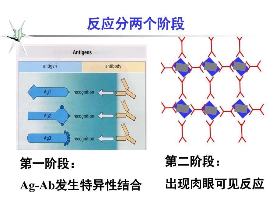 体外抗原抗体反应概述ppt医学课件_第5页