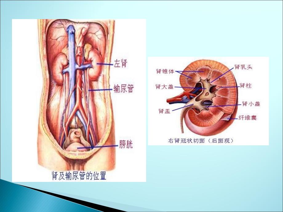 泌尿系统影像学表现详细、全面ppt医学课件_第2页