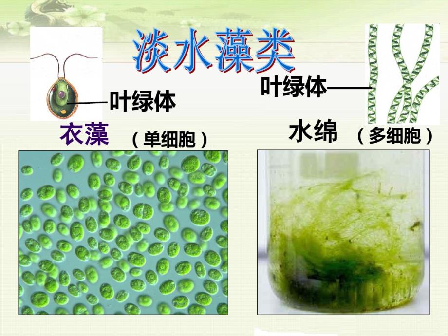 精品 七年级上册生物《1.1第一节藻类、苔藓和蕨类植物》优质课件(两套)_第3页