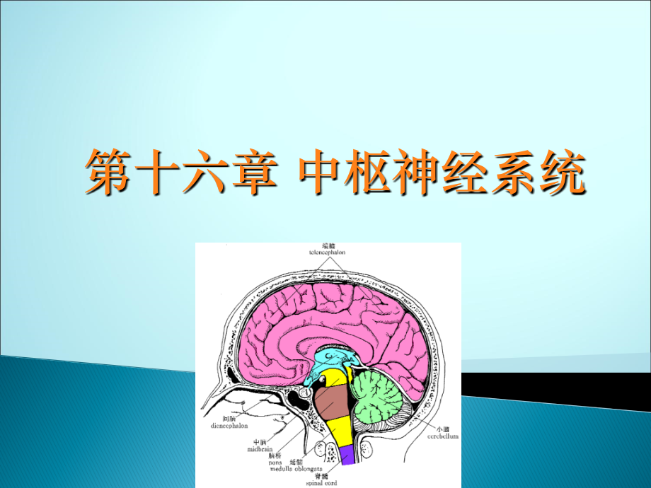 中枢神经系统解剖ppt医学课件_第1页