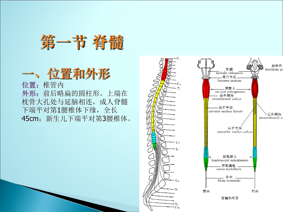 中枢神经系统解剖ppt医学课件_第3页